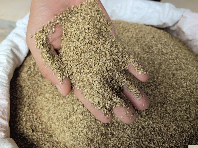 泽泻种子，泽泻育苗开始啦！周期短，投资低，见效快