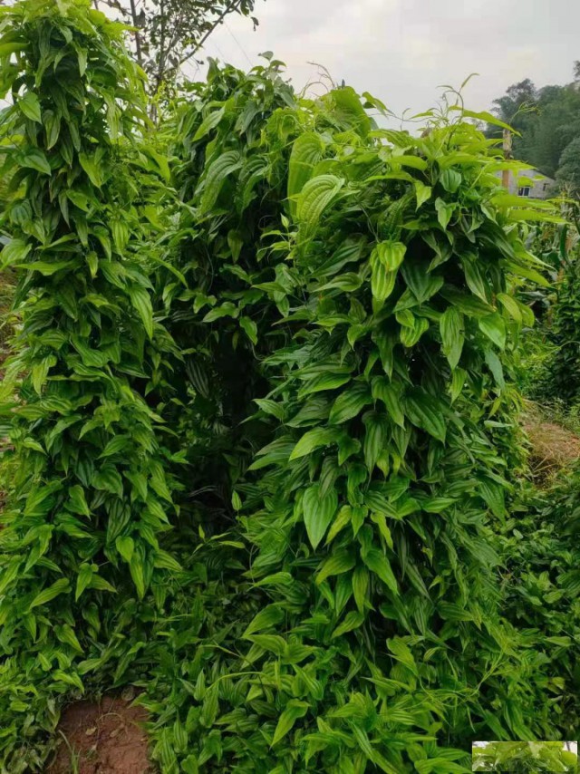 供应百部种子，百部种苗，中药材种子种苗