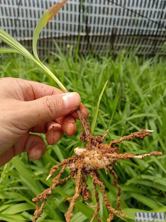 基地批发白芨种苗，白芨种子，白芨收购，加工