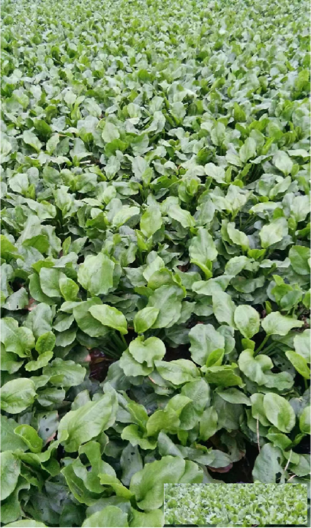 泽泻种子种苗，泽泻种植技术，泽泻种子种苗价格，泽泻收购价格，