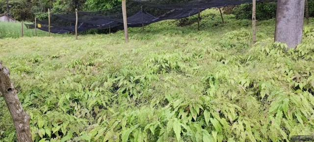 供应淫羊藿种子，淫羊藿种苗，收购淫羊藿干品，