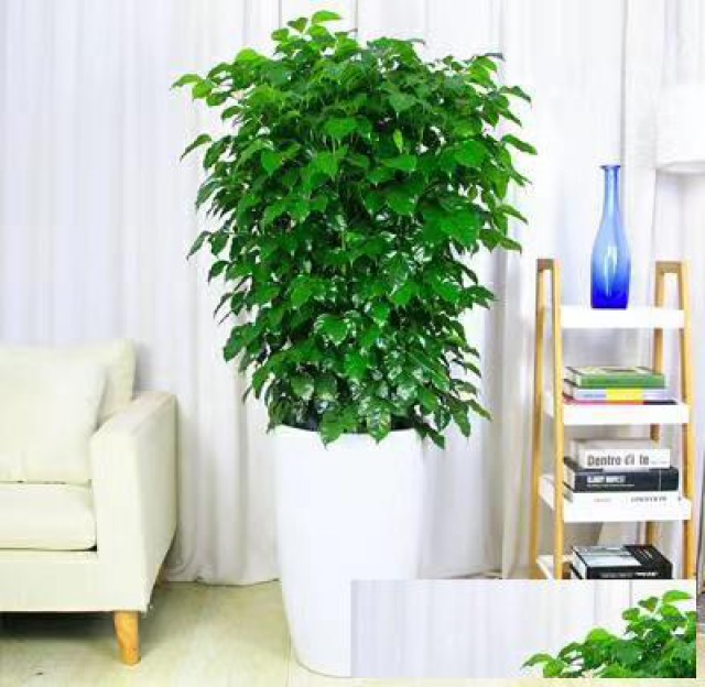 花卉租摆北京绿植养护公司