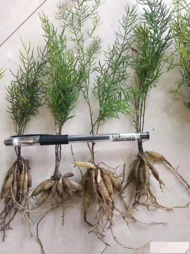 供应天冬种苗，天冬种子，收购天冬