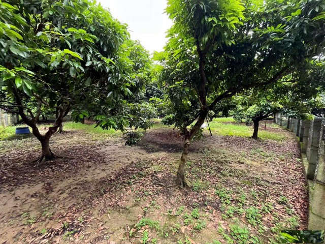 从化区桃花小镇旅游区附近1.5亩平地果园整体转让