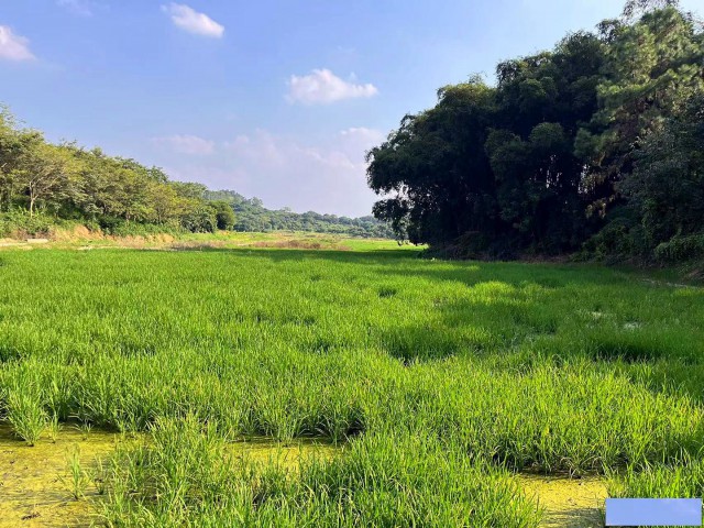 从化区鳌头龙潭墟附近86亩耕地整体出租