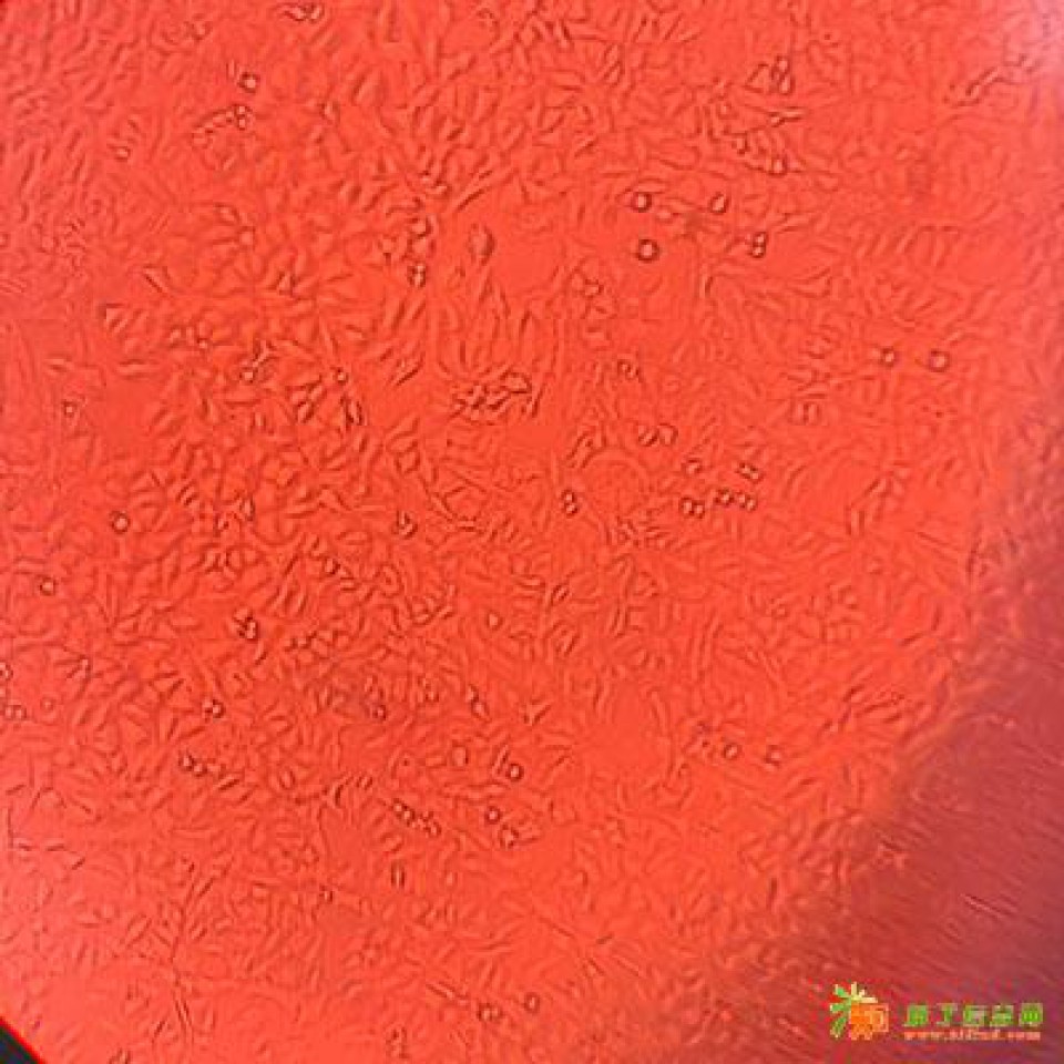 百欧博伟细胞系供应人皮脂腺细胞SZ95